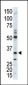 CDC2 (CDK1) Antibody (C-term)